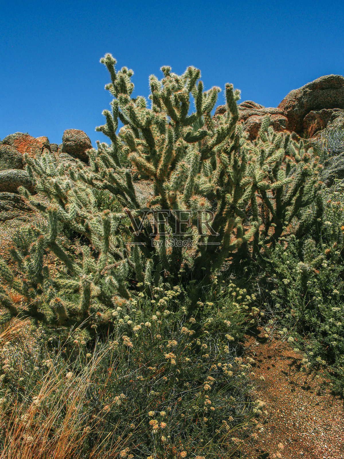 约书亚树国家公园的多指仙人掌树照片摄影图片