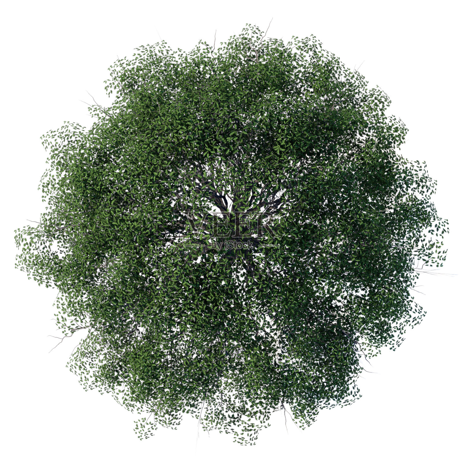 树顶视角植物景观建筑自然花园鸟瞰图。照片摄影图片