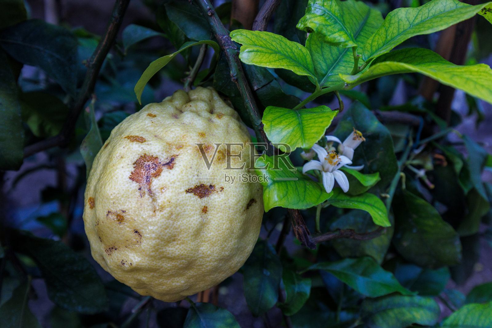 意大利加尔达湖畔的利莫内镇树上的柠檬。照片摄影图片