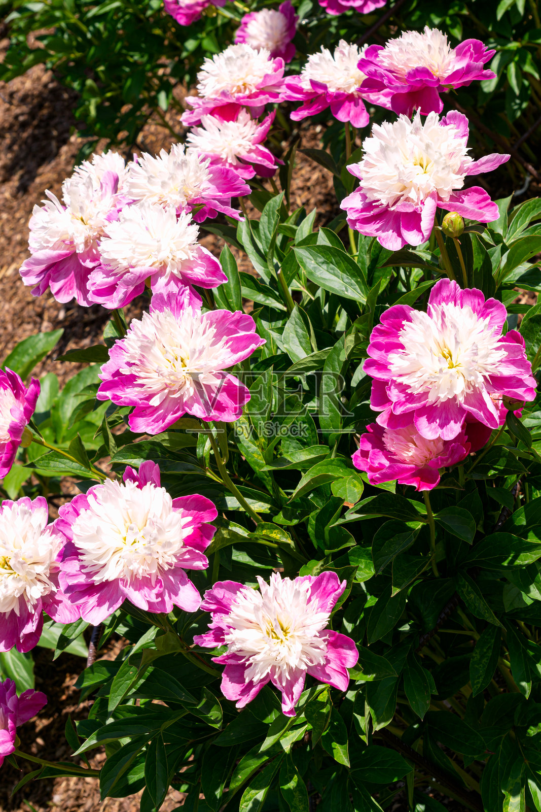 壮观的鲜艳粉色牡丹花蕾，中心为白色，特写镜头。照片摄影图片