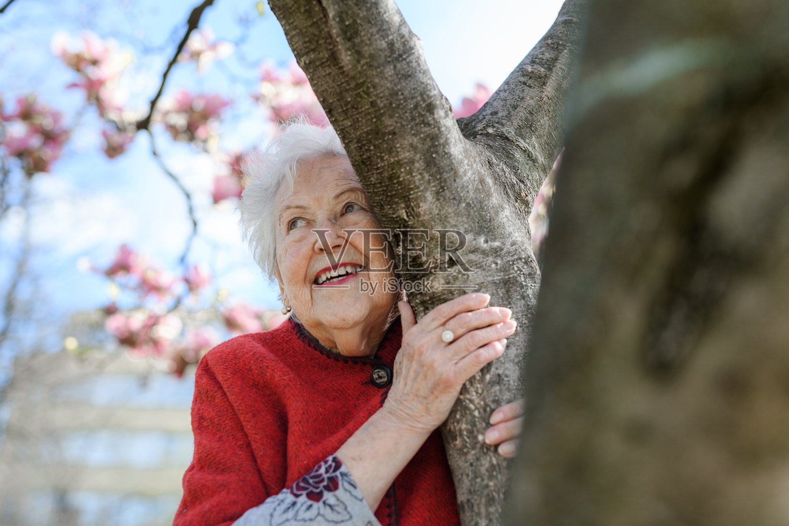 公园里盛开的木兰树旁的老年女性。祖母享受温暖的春季天气。照片摄影图片