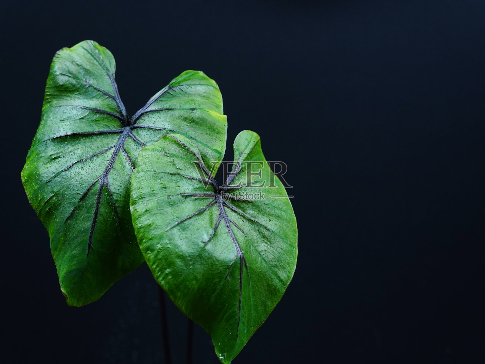 芋头或象耳植物，孤立在黑色背景上照片摄影图片