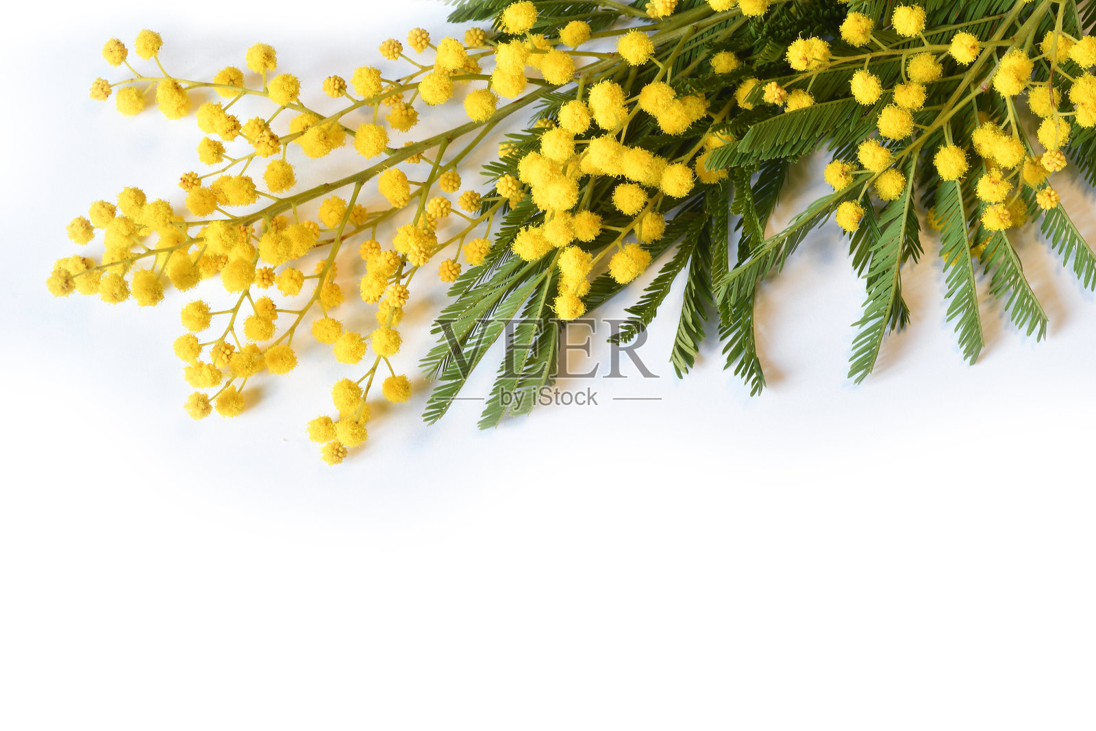 一束黄色的含羞草花在白色背景上的特写。三八妇女节的概念，祝女性节日快乐。俯视图，留有文字空间。照片摄影图片