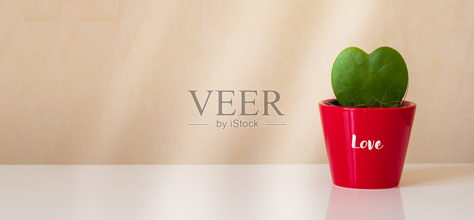 心形的霍亚凯利仙人掌盆栽植物放在桌子上，横幅设计留有空白区域。照片摄影图片