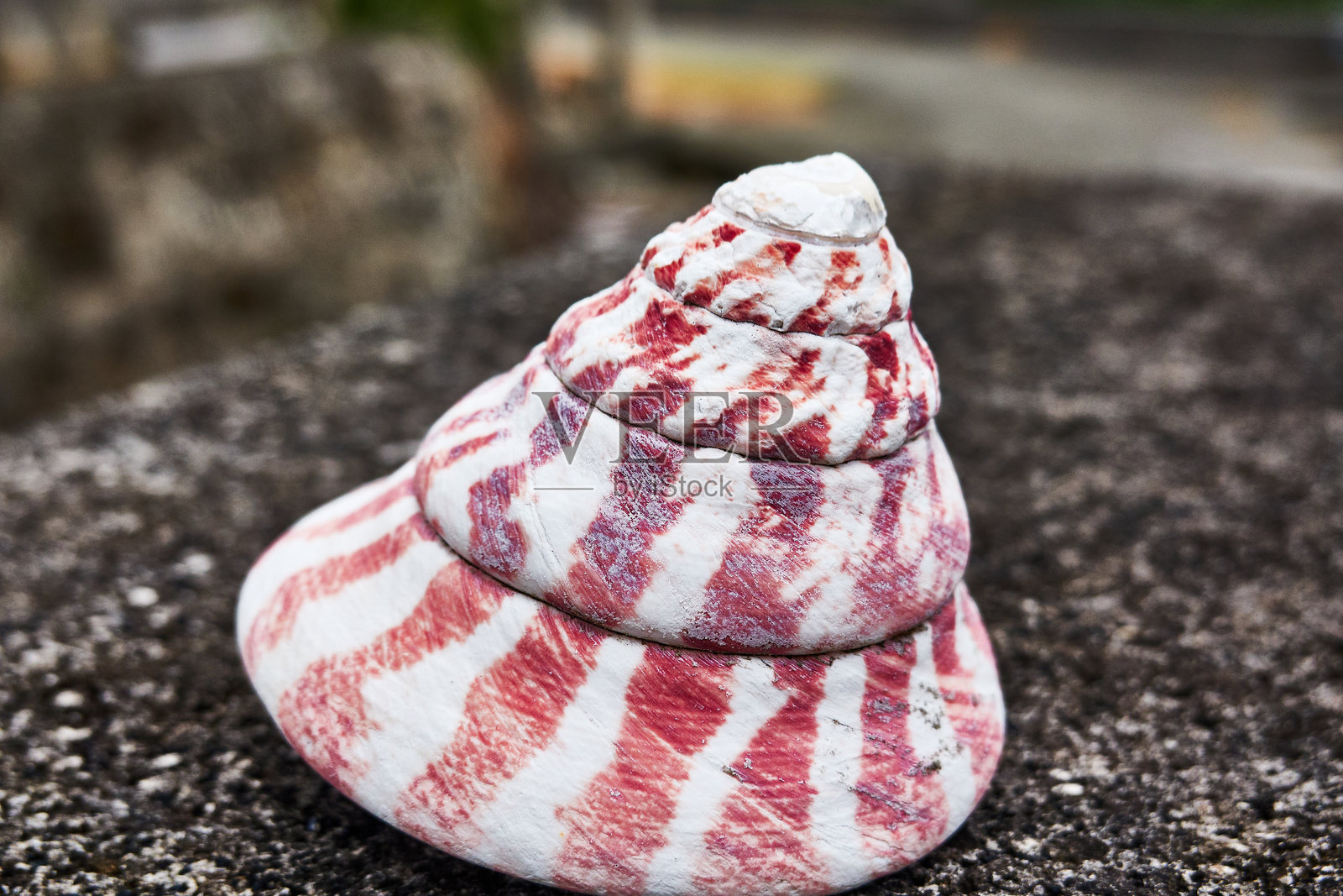 贝壳的特写镜头照片摄影图片