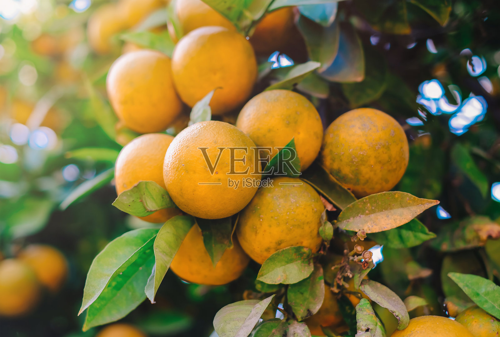 一串橙子挂在树上，橙子成熟了，随时可以采摘。照片摄影图片