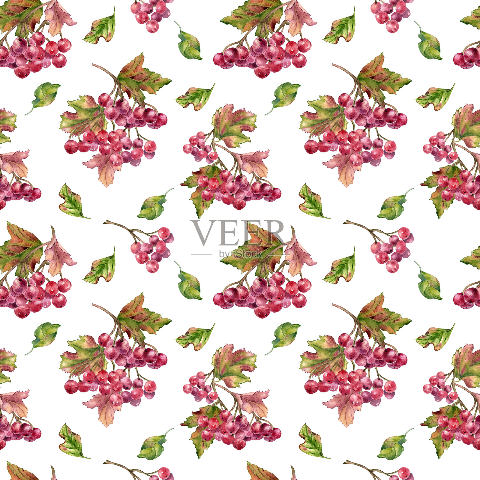 无缝水彩图案，特色红色西洋接骨木浆果和绿色叶子簇，独立设计。适用于面料设计和季节性装饰的植物背景。生动的秋季色彩手绘纹理。插画图片素材