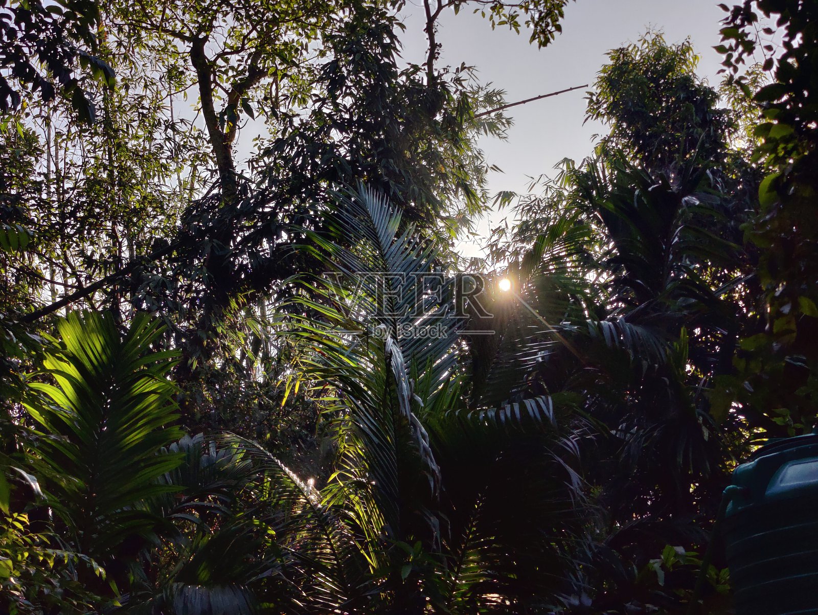 阳光透过丛林中的棕榈树枝。照片摄影图片