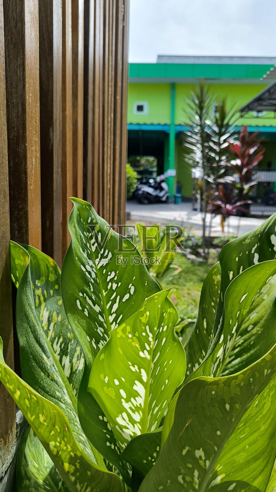 公共医院花园中的绿色植物照片摄影图片