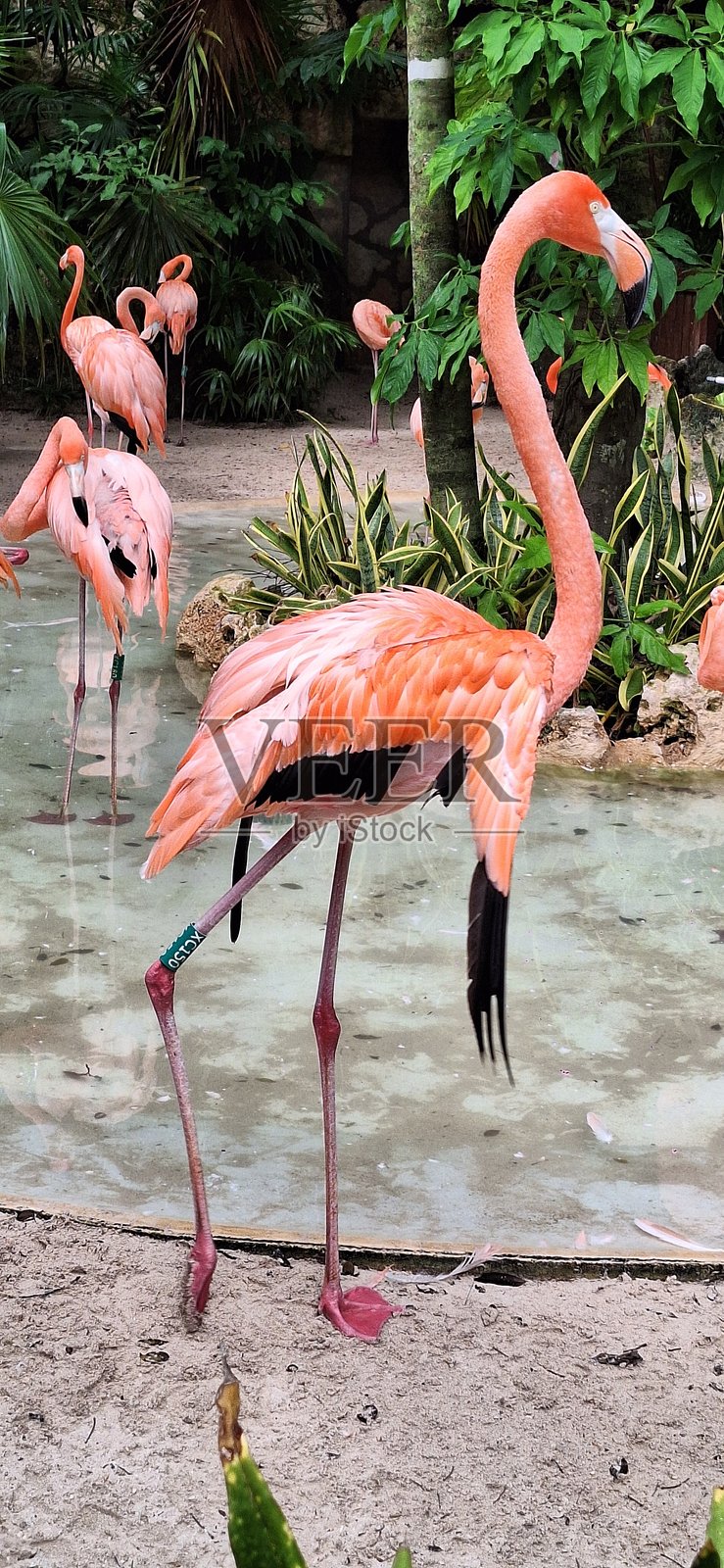 火烈鸟照片摄影图片