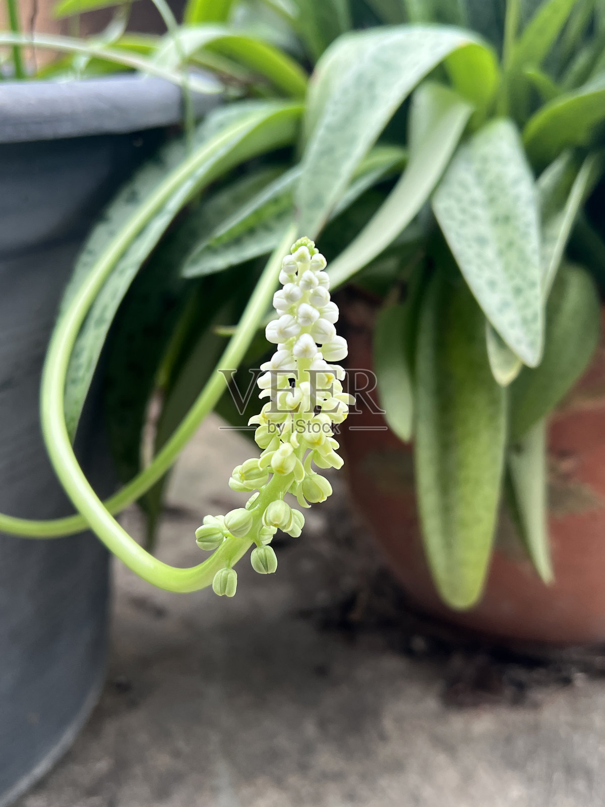 豹纹百合花在自然花园中照片摄影图片