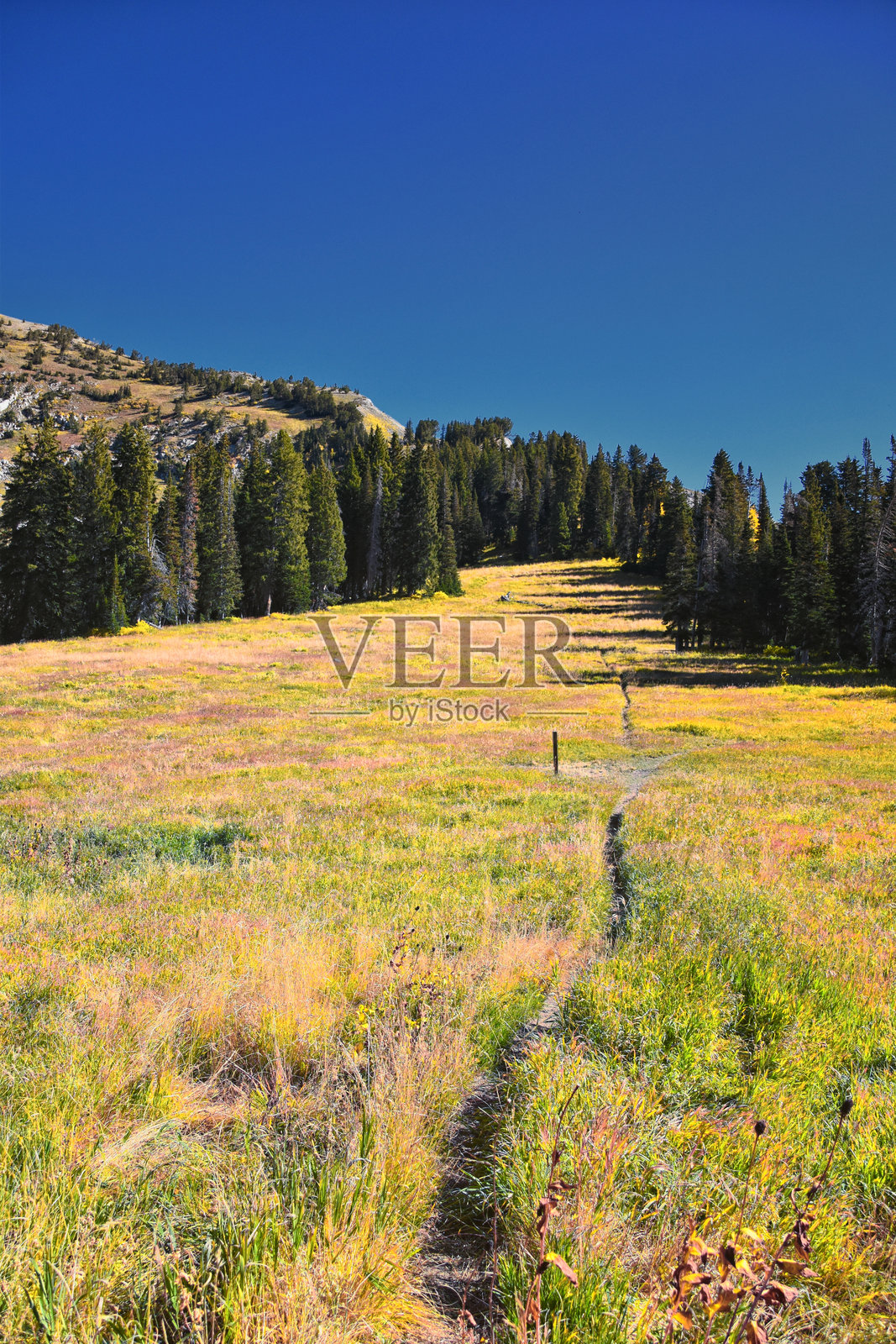 美国犹他州华萨奇山脉的阿美利肯福克峡谷，博克艾尔德峰徒步小径，尤因塔-华萨奇-凯奇国家森林。照片摄影图片