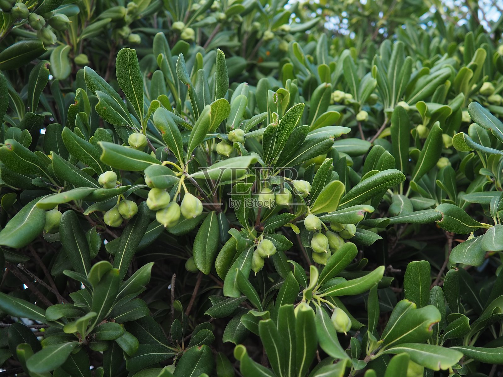 香樟（Pittosporum tobira）是一种具有甜美气味的开花植物，属于香樟科（Pittosporaceae），也被称为澳大利亚月桂、日式香樟、假橙和日本奶酪木。照片摄影图片