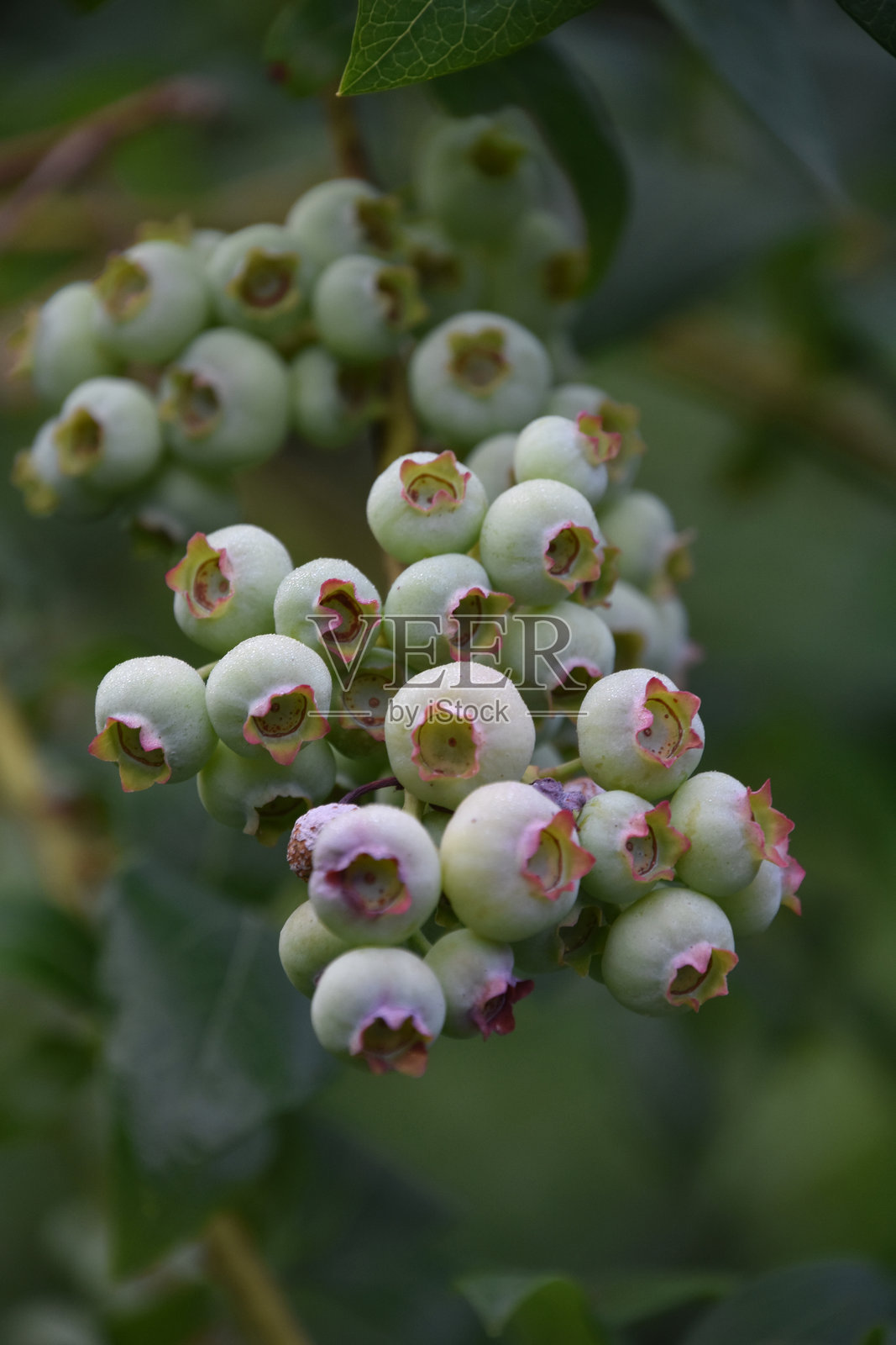 蓝莓刚开始在灌木上成熟照片摄影图片