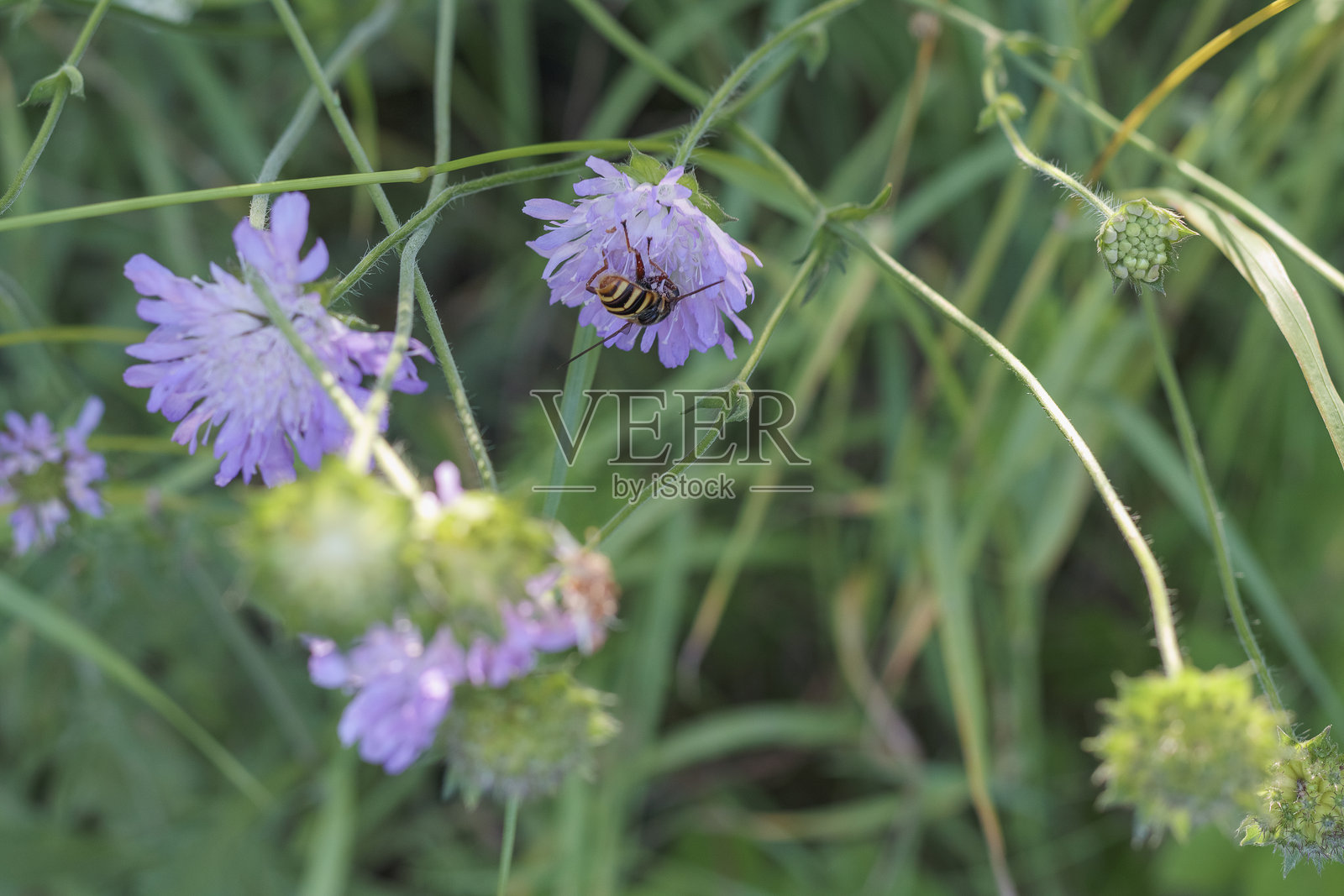 一束美丽的花束，包含许多不同的花朵，包括黄色花朵。照片摄影图片