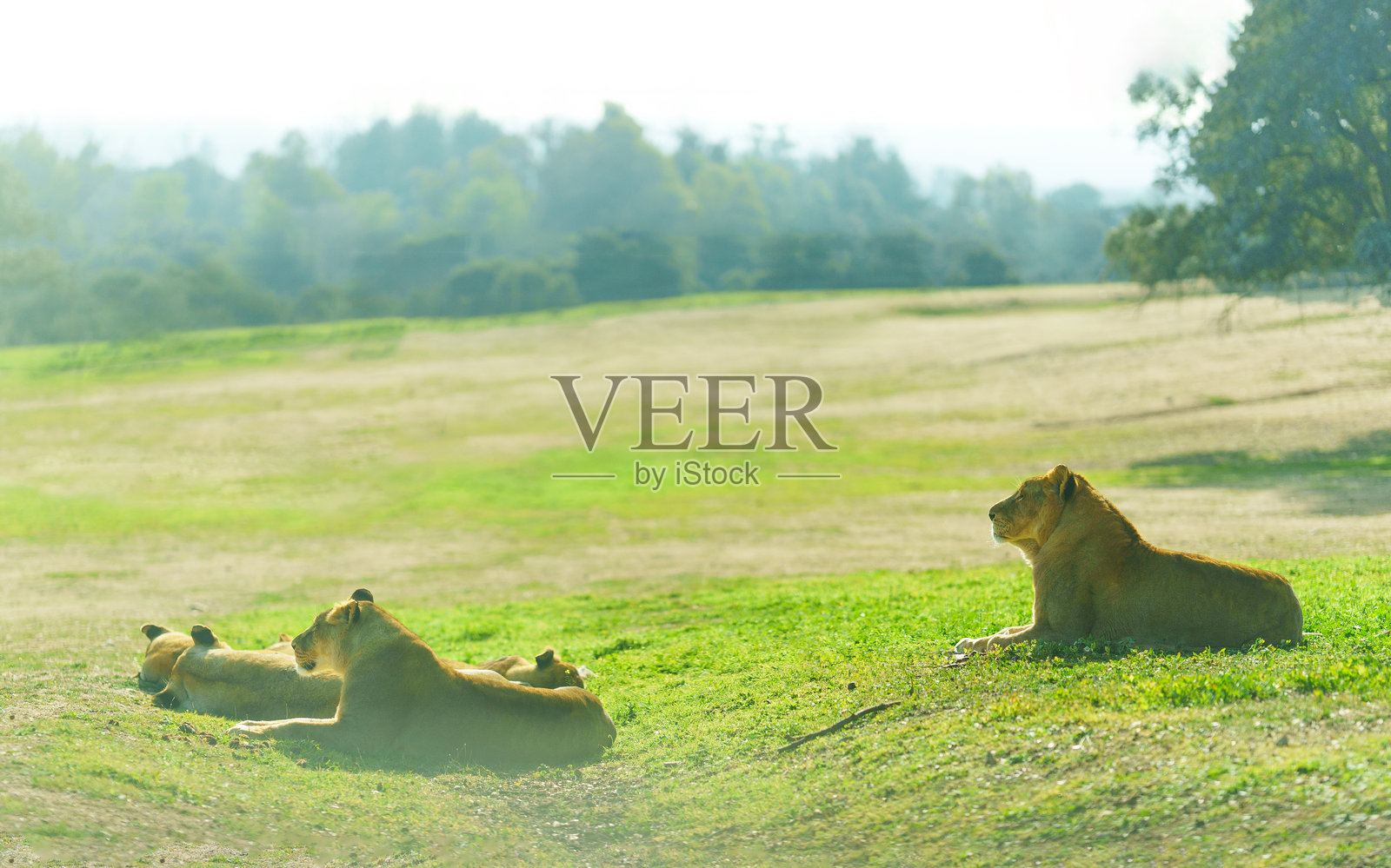 尼尔盖在田野中站着，注视着镜头照片摄影图片