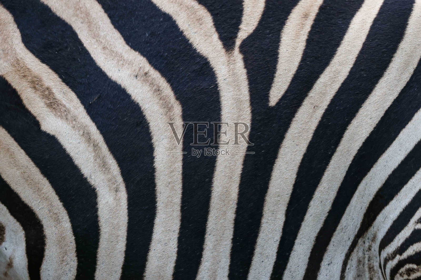 斑马皮的特写图像照片摄影图片