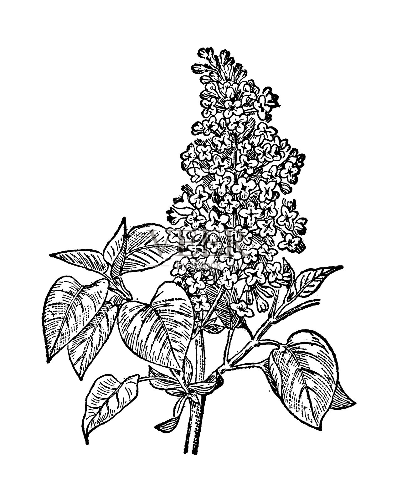 紫丁香，普通丁香插画图片素材