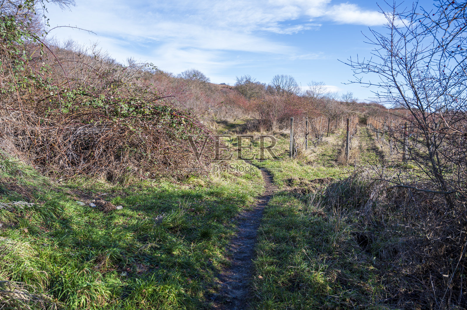 在灌木丛和葡萄园之间的草地上有一条被踩过的小路。秋天。蓝天白云。照片摄影图片