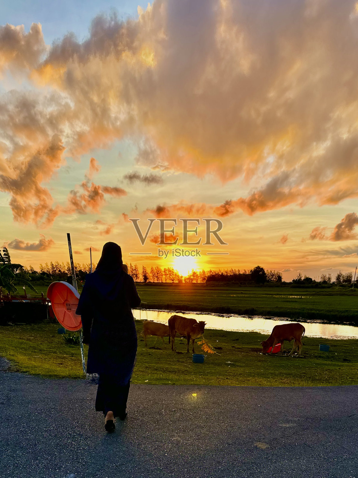 在一个村庄的黄金时刻，一位女士和奶牛的剪影照片摄影图片