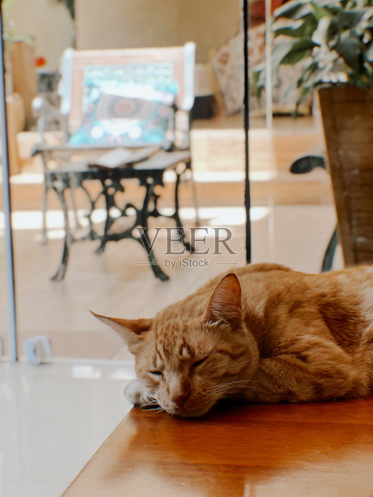 可爱的橙色猫咪在夏日里照片摄影图片