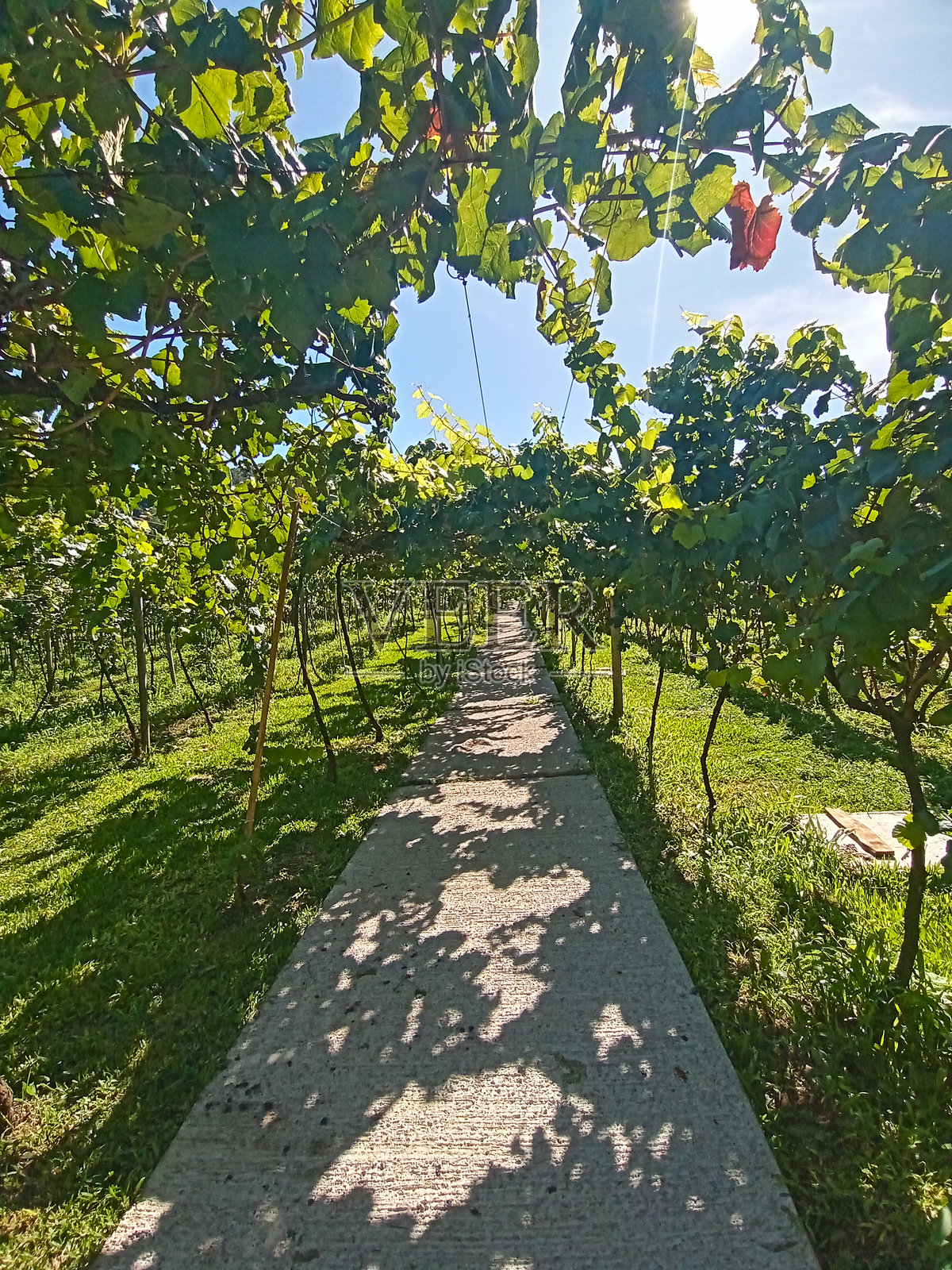 阳光明媚的葡萄园照片摄影图片