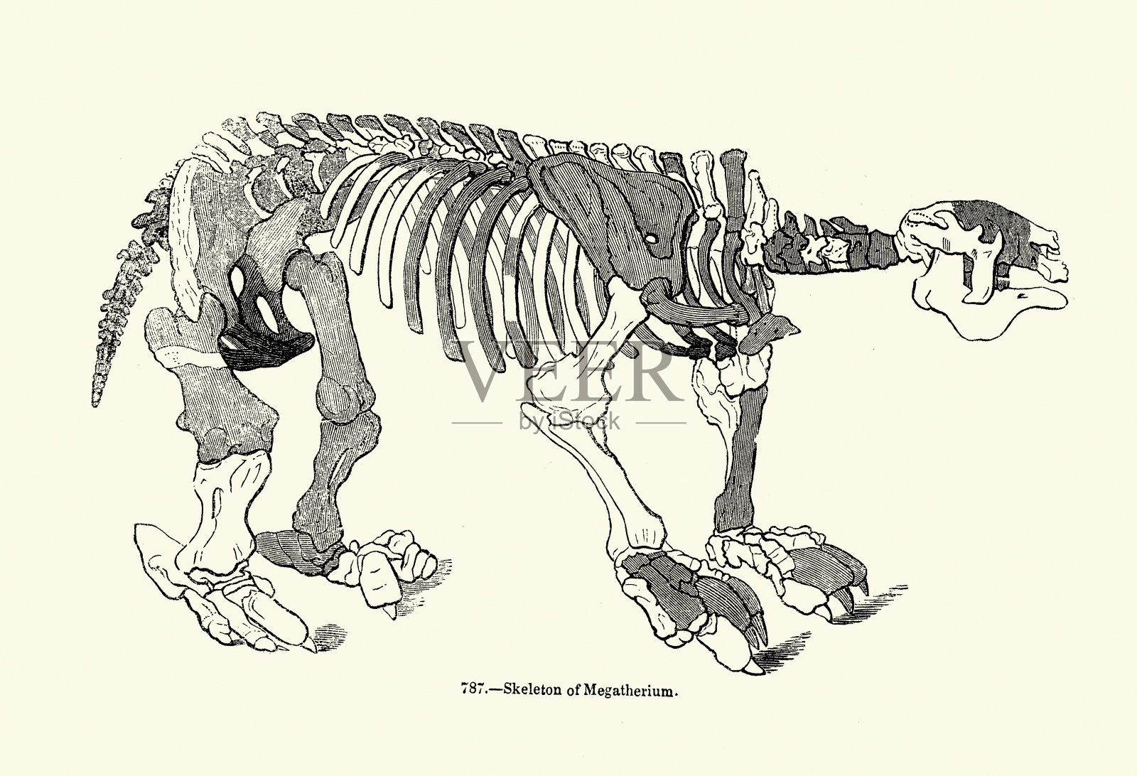 巨型树懒的骨骼，已灭绝的地面树懒属，早期上新世，动物，野生动物，复古木刻版画，19世纪插画图片素材