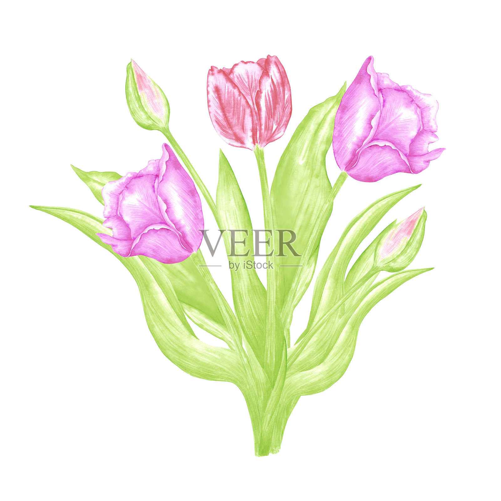 手绘水彩郁金香花束。花卉插图，背景为白色。可用于明信片、标签、剪贴簿及其他印刷产品。插画图片素材