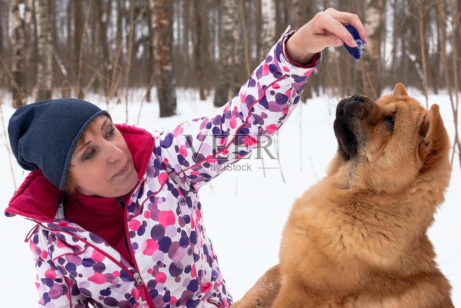 狗。松狮犬。一位微笑的女性在公共公园里与一只纯种狗玩耍。宠物。照片摄影图片