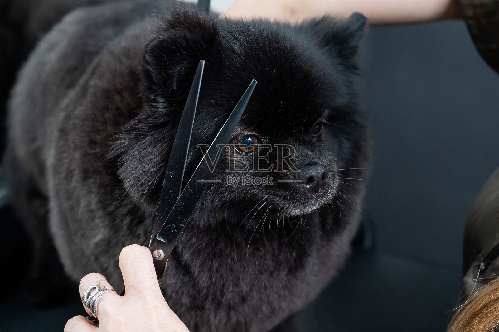 女美容师在美容沙龙为黑色斯皮茨犬修剪毛发。照片摄影图片