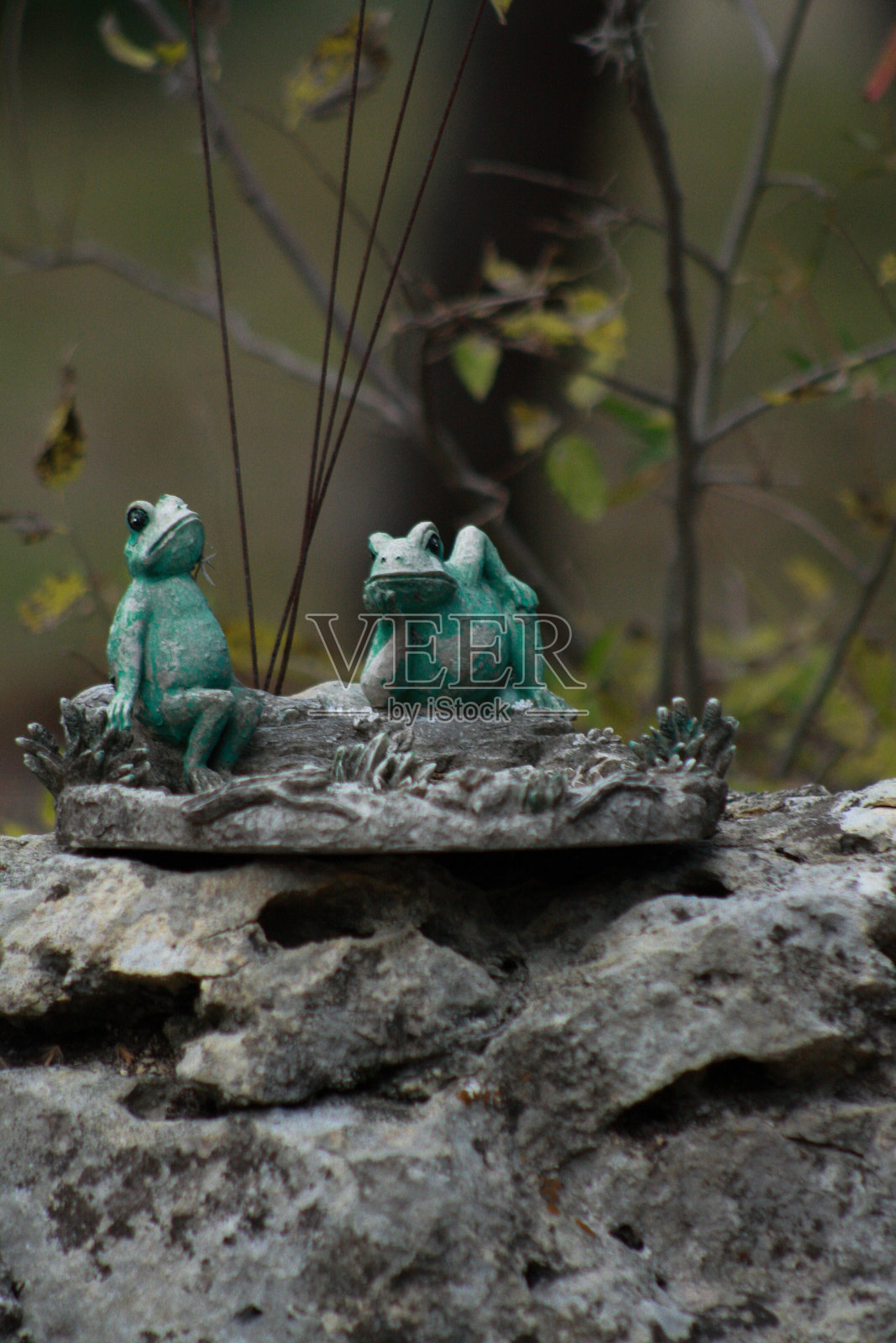 小蛙照片摄影图片