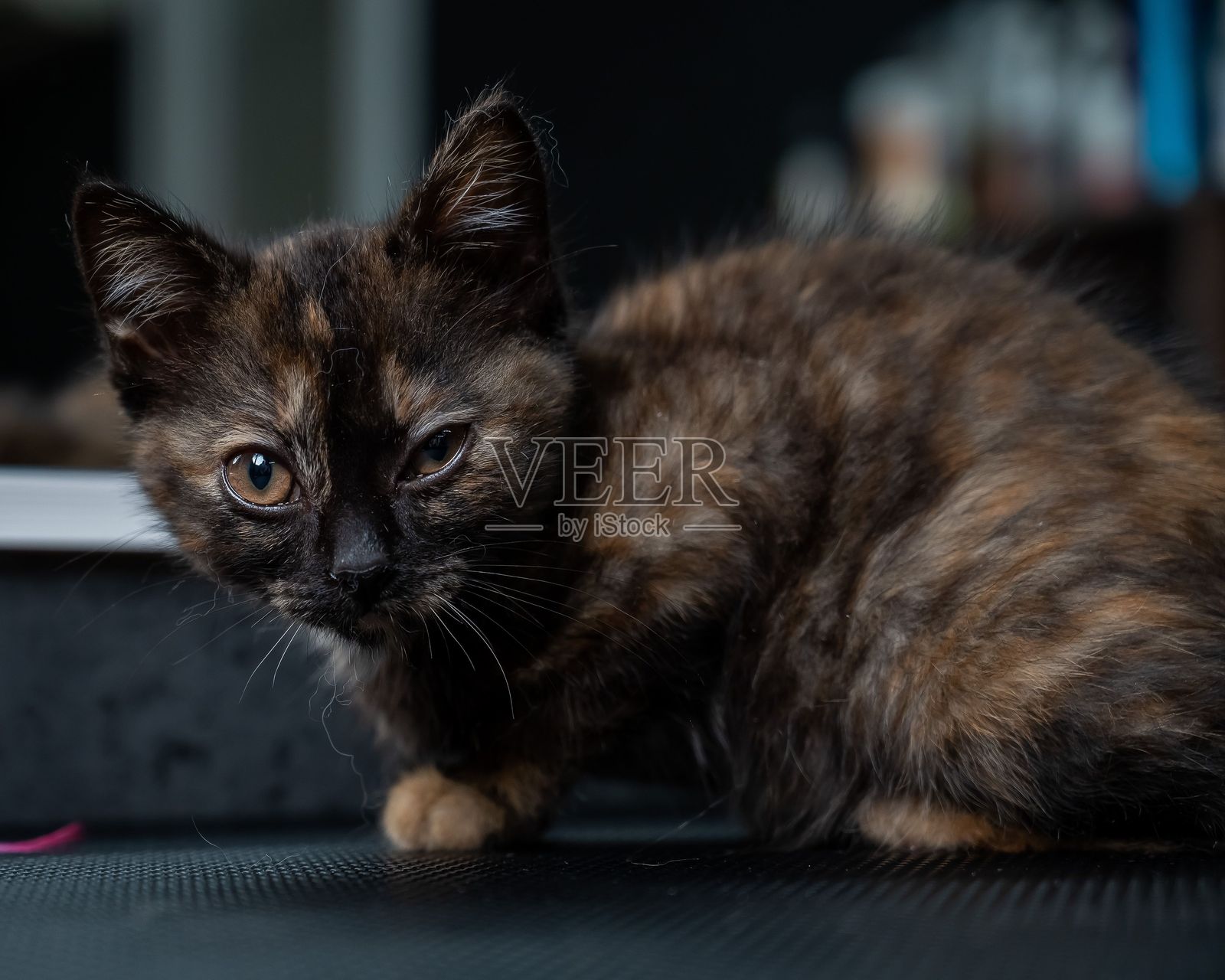 小花猫在美容院里。照片摄影图片