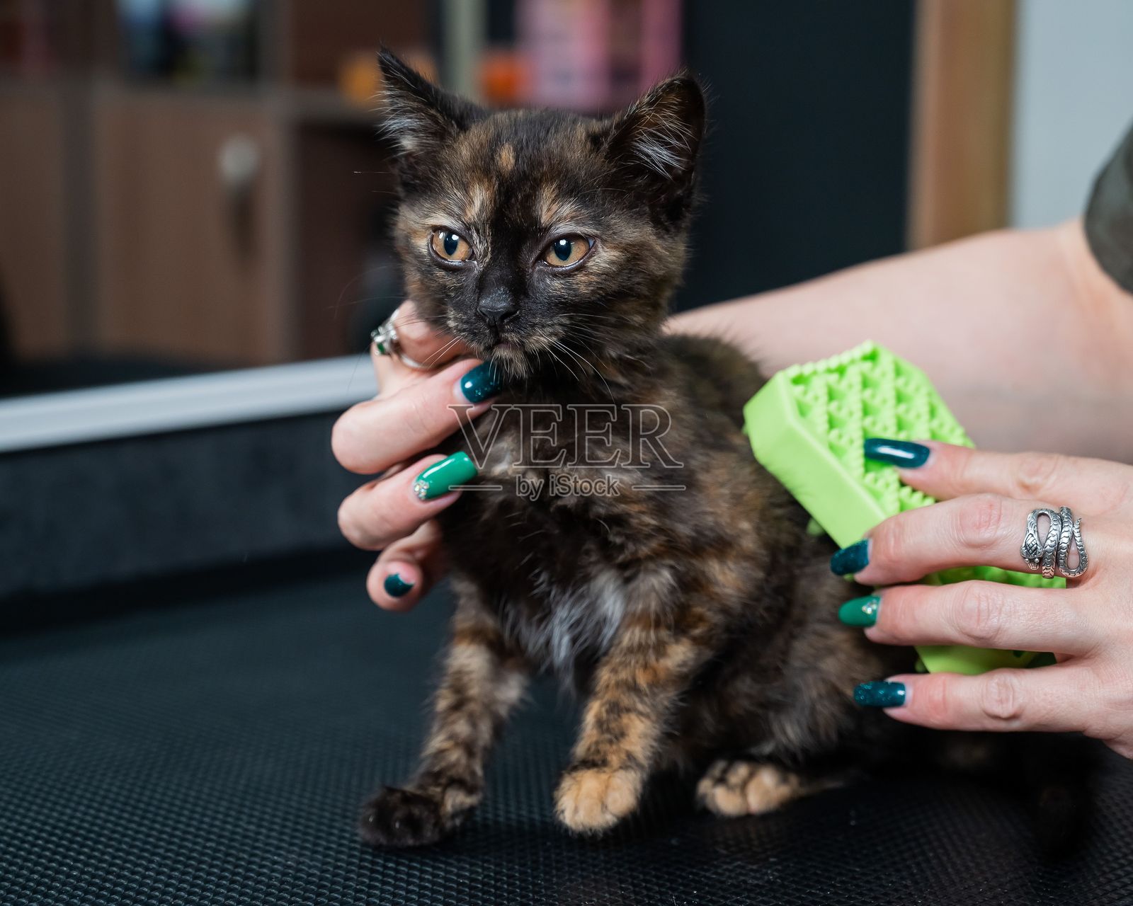 女人用硅胶刷给可爱的小斑点小猫梳毛。照片摄影图片