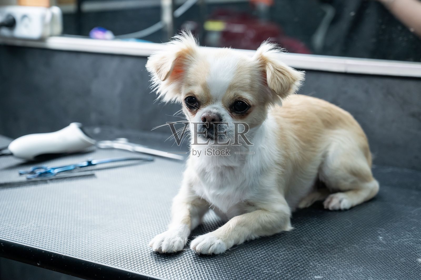 美容师在美容沙龙为一只吉娃娃修剪爪子的毛发。搞笑的装饰性狗狗。照片摄影图片