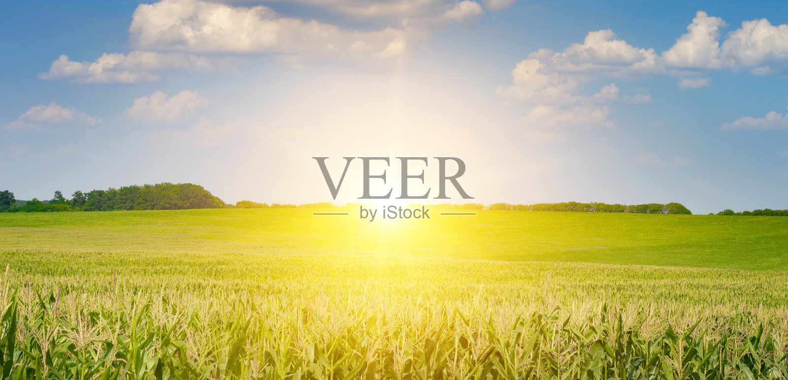 阳光明媚的玉米田，成熟的玉米穗与多云的天空。照片摄影图片