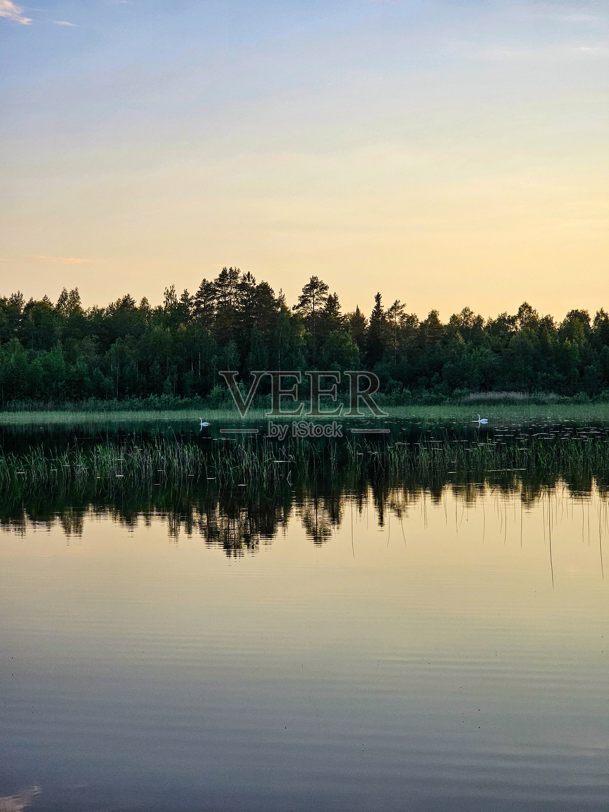 天鹅照片摄影图片