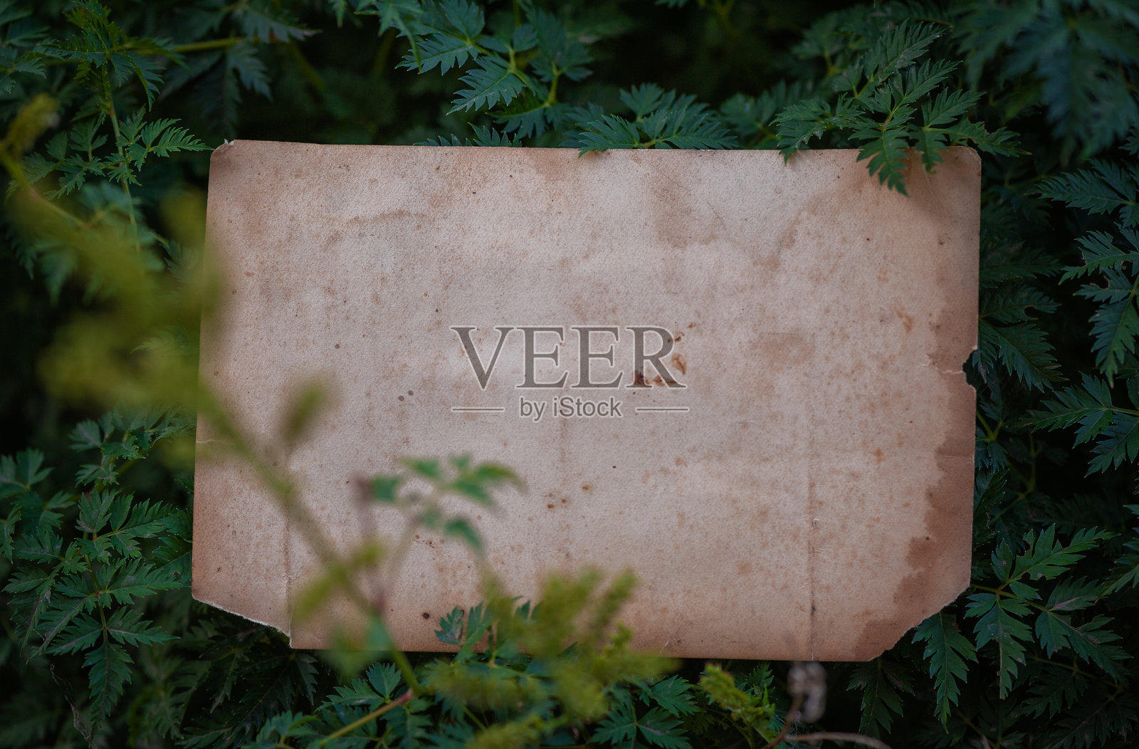 复古的空白纸张躺在植物的绿叶上，营造出一种乡村和自然的背景照片摄影图片