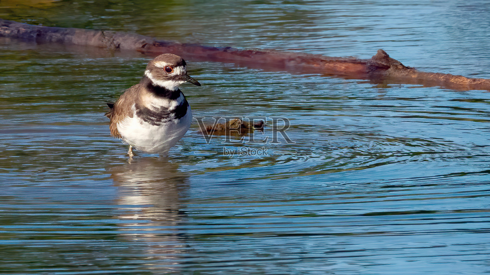 单只杀鸟照片摄影图片