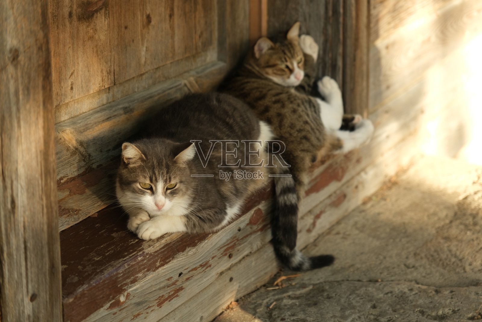 再次在绿色小径上的猫照片摄影图片