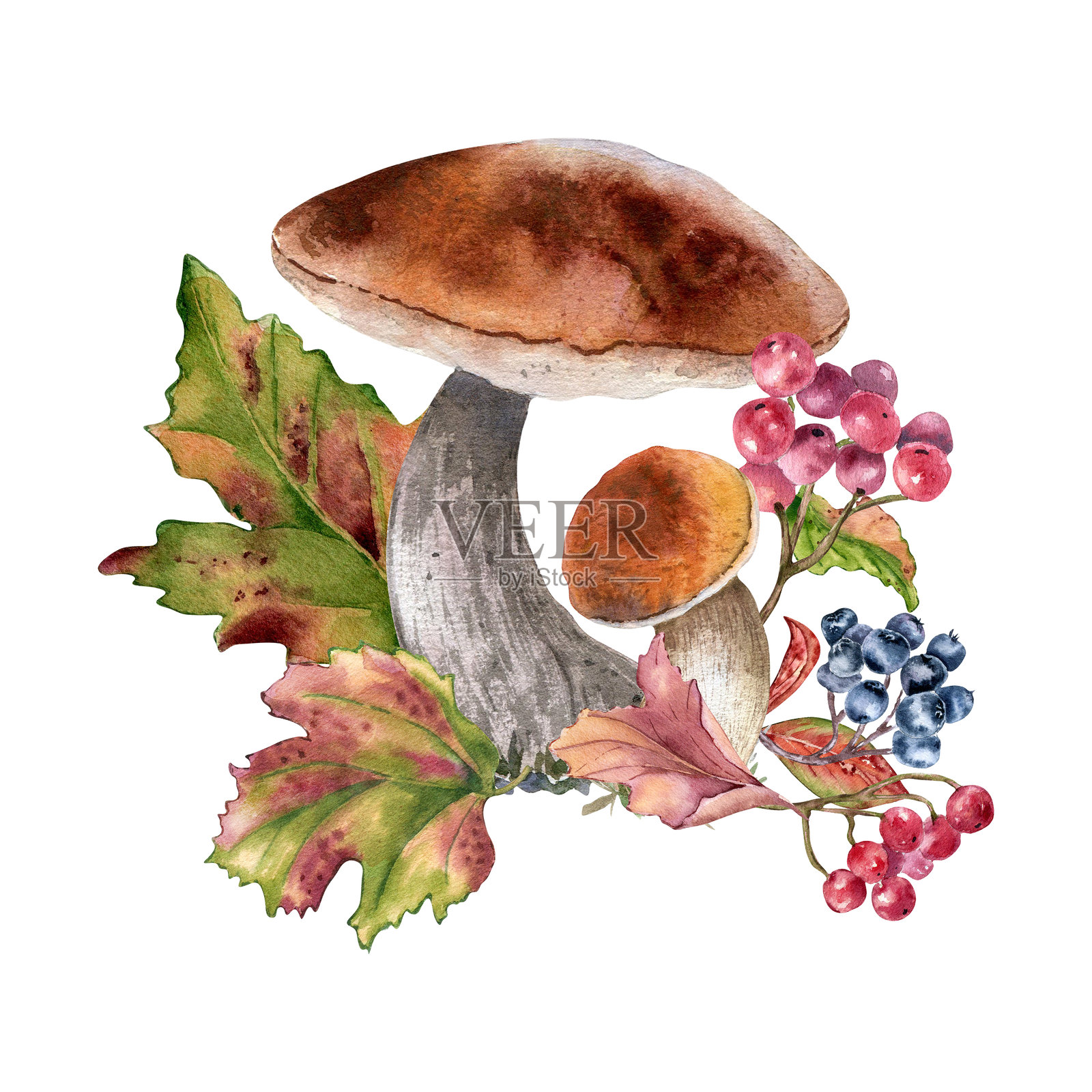 水彩秋季构图中的棕色和橙色蘑菇与红色枫叶，孤立呈现。画有牛肝菌的山楂、金银花和黑果腺肋花。秋季插图展示了野生森林植物。插画图片素材