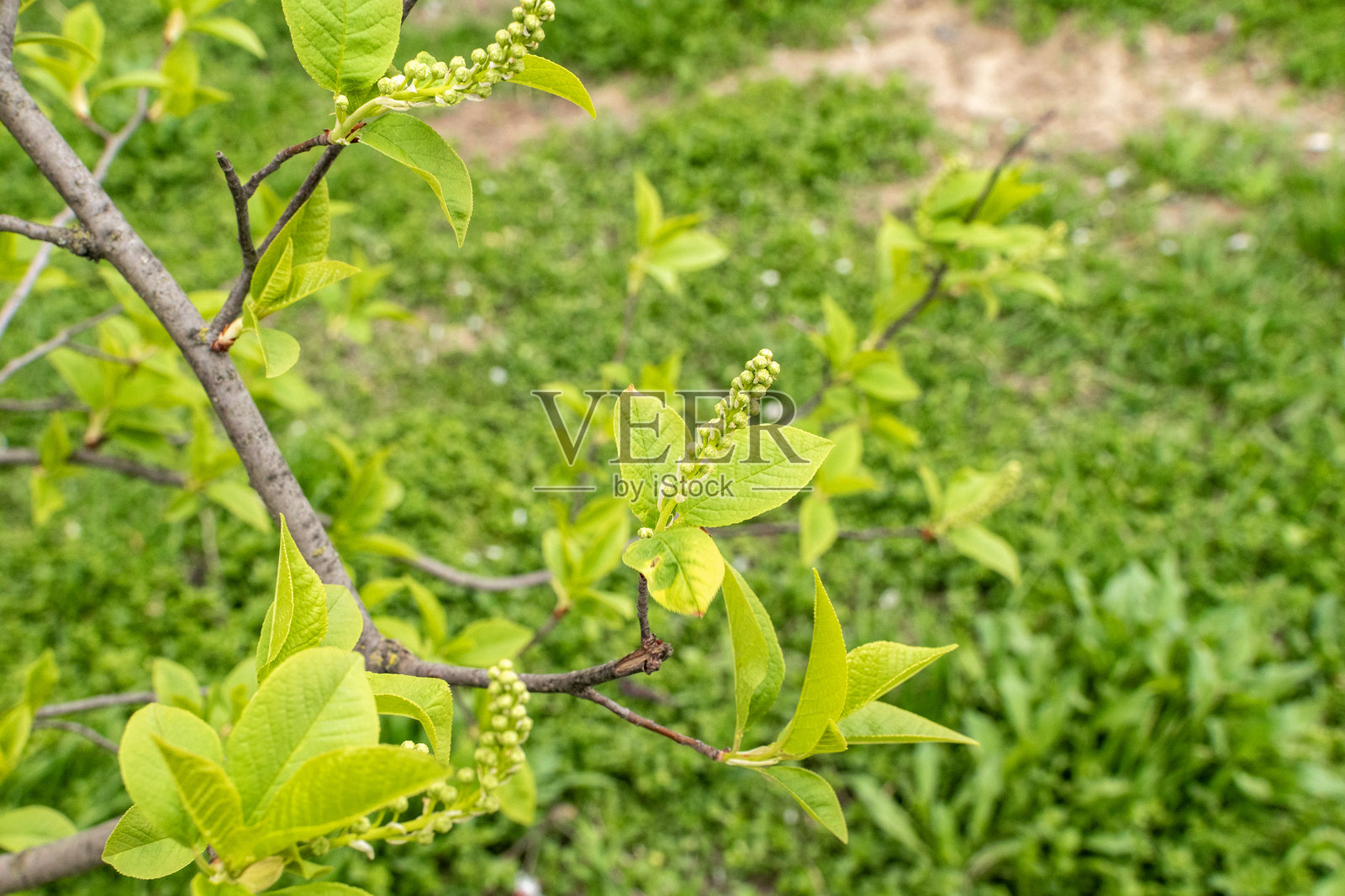 早春的丁香枝条照片摄影图片