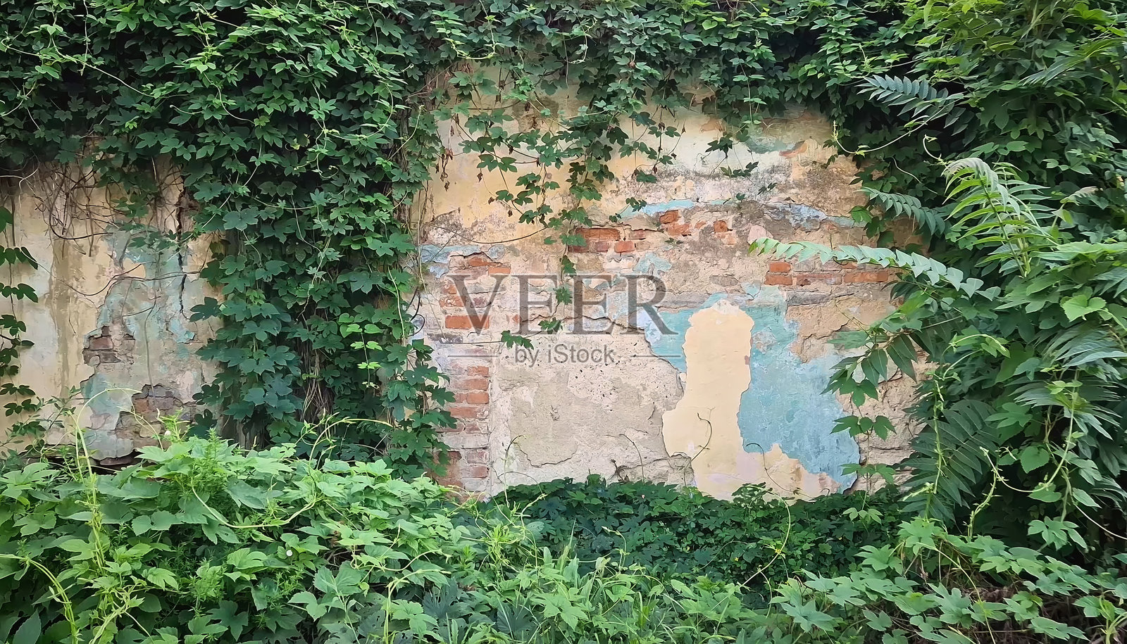 爬藤植物悬挂在老建筑的粗糙墙壁上。绿色植物的叶子在风化的建筑上生长茂盛。照片摄影图片