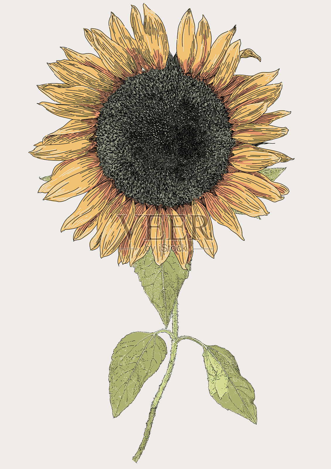 巨大的向日葵花头插画图片素材