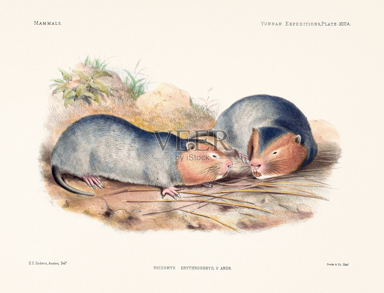 19世纪动物学书籍中的啮齿动物插图。复古小型哺乳动物插图。插画图片素材