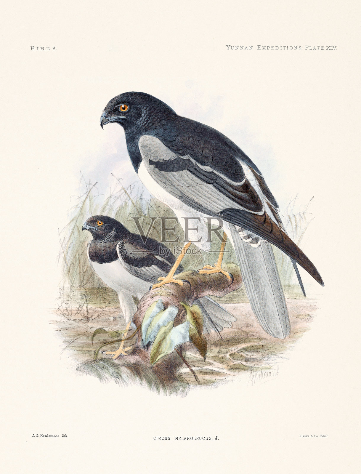 19世纪动物学书籍中的鸟类插图。复古鸟类学插图。插画图片素材