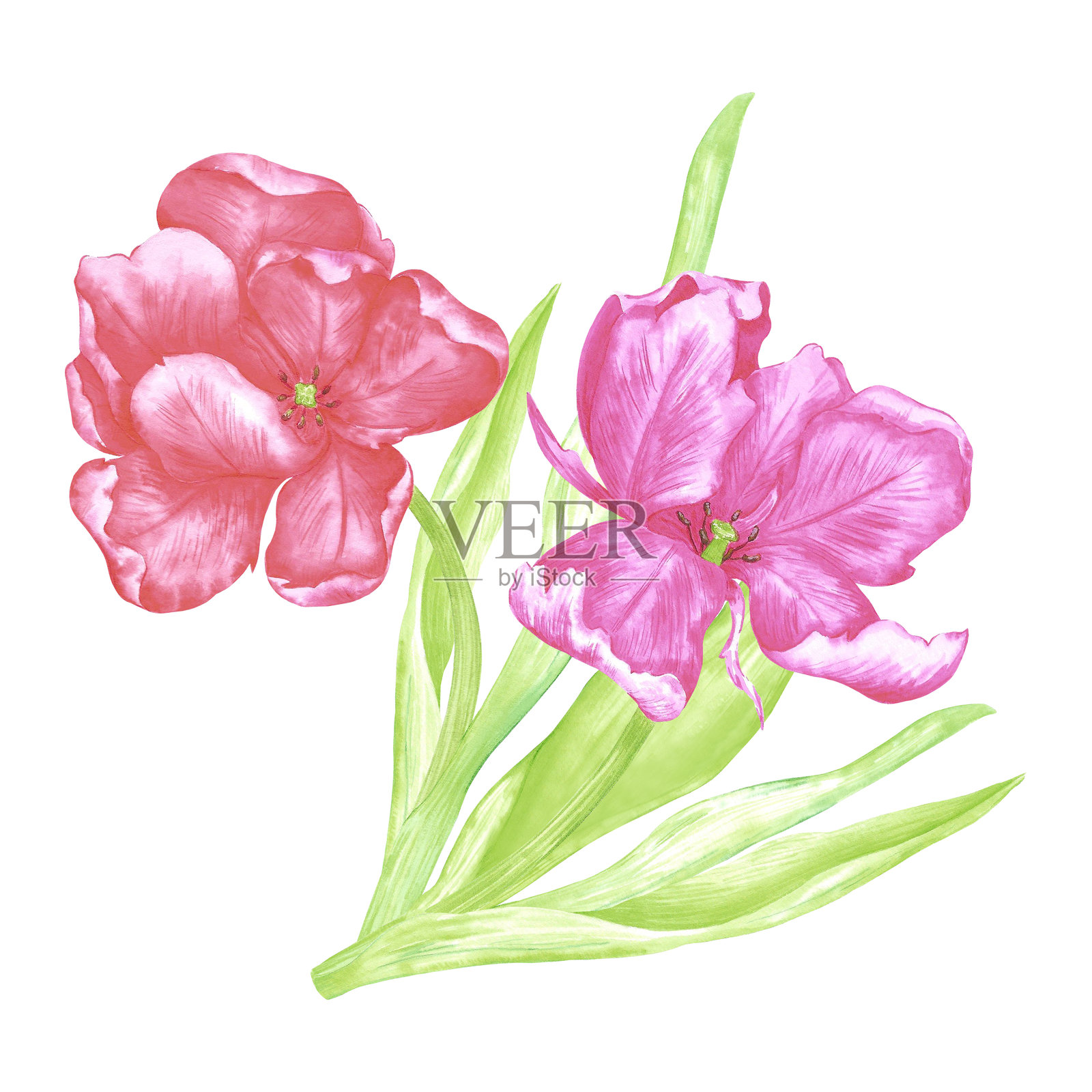 手绘水彩黄郁金香组成的牡丹花。春季花卉插图，背景为白色。可用于明信片、标签、剪贴簿及其他印刷产品。插画图片素材