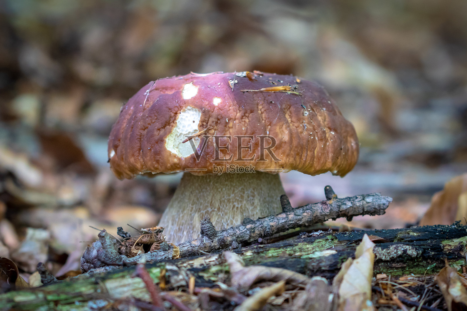 秋季森林环境中生长的单个蘑菇照片摄影图片