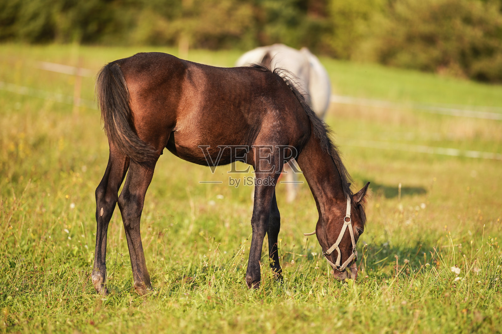 深棕色的阿拉伯马小马驹在绿草地上吃草，下午的阳光洒在身上。照片摄影图片