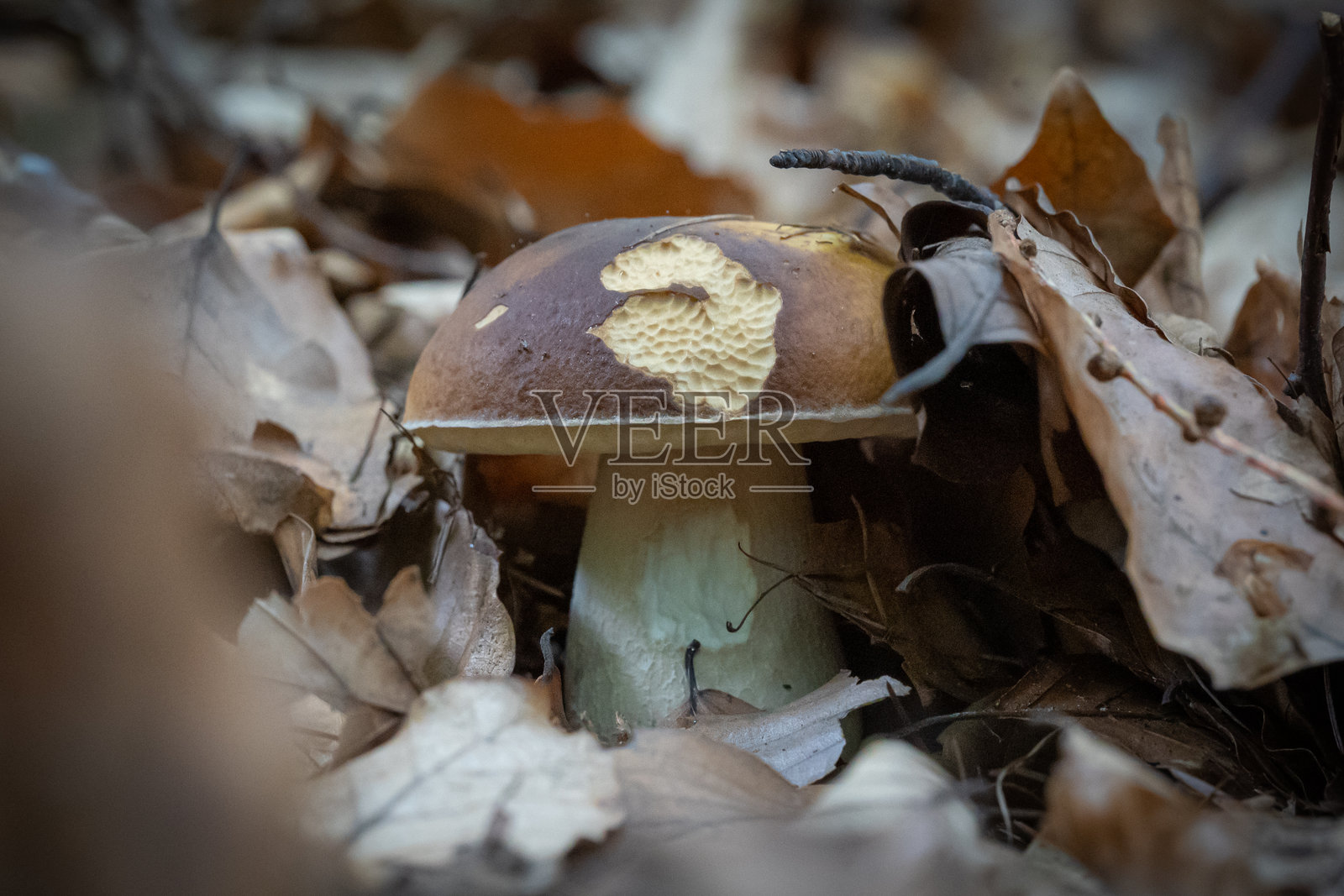 秋季森林环境中生长的单个蘑菇照片摄影图片