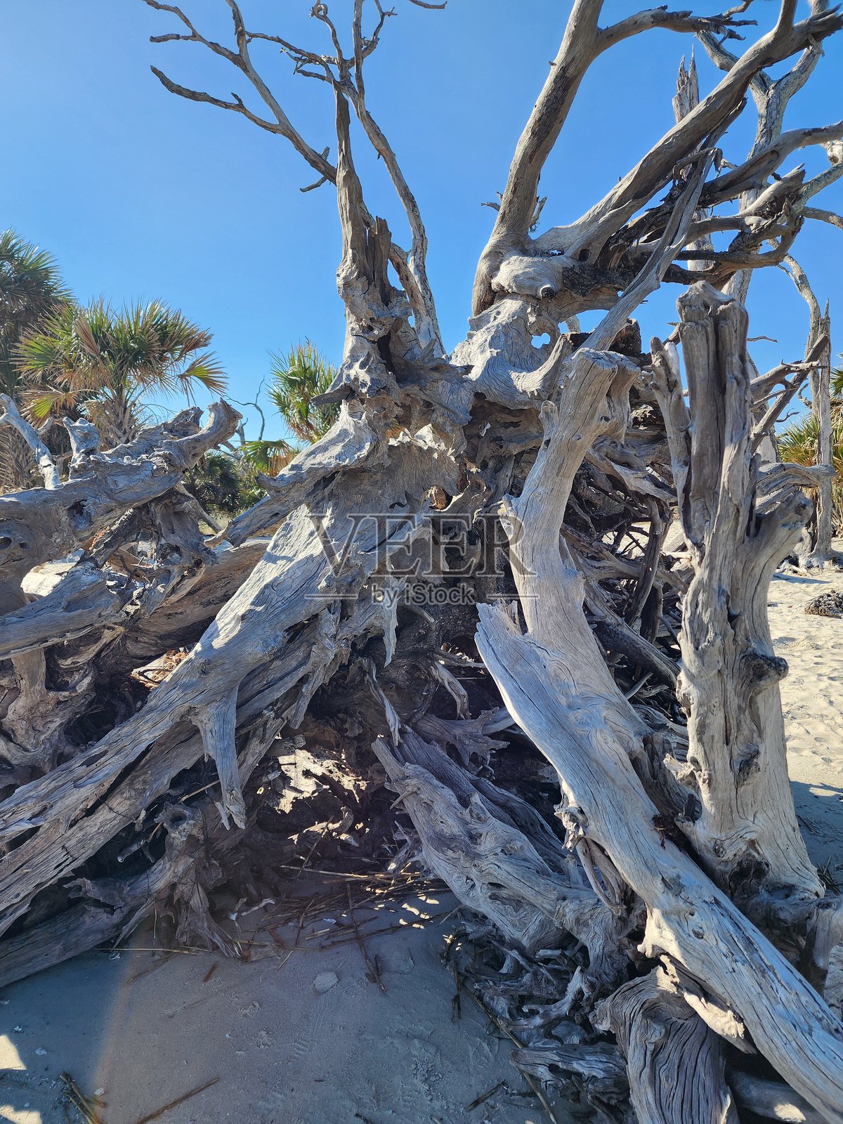 树根照片摄影图片